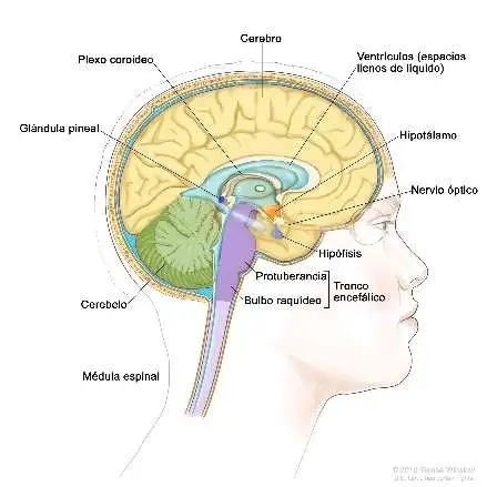 Imagen de las partes del cerebro.