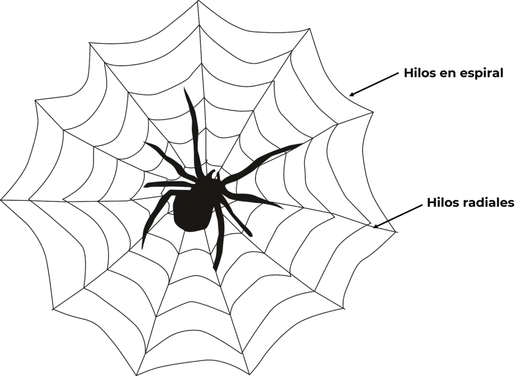 Dibujo explicando las partes de una telaraña.