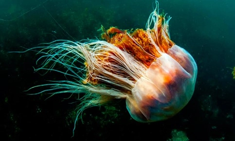 Las medusas